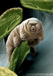 Tardigrade a.k.a. Water Bear