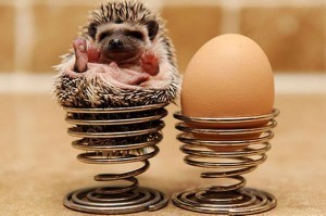 Pygmy hedgehog unrelated to revision but very cute