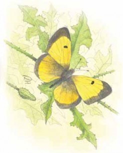 IL-CloudedYellowButterfly-RH1-620x330