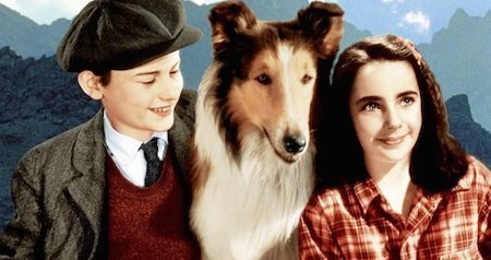 lassie