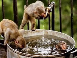 barrel load of monkeys
