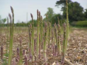 asparagus