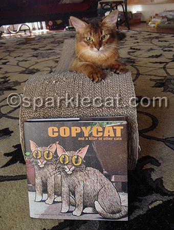 This could be yours - cat not included