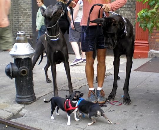File:Great Danes and Chihuahuas by David Shankbone.jpg