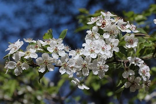 File:Pyrus calleryana flowers s2.JPG