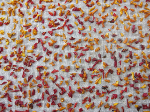 Peppers drying