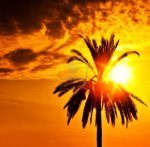 13175217-palm-tree-silhouette-over-sunset-beautiful-summertime-holidays-background-romantic-tropical-beach-va