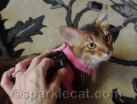 It only takes a minute to get it on me - I am very cooperative!