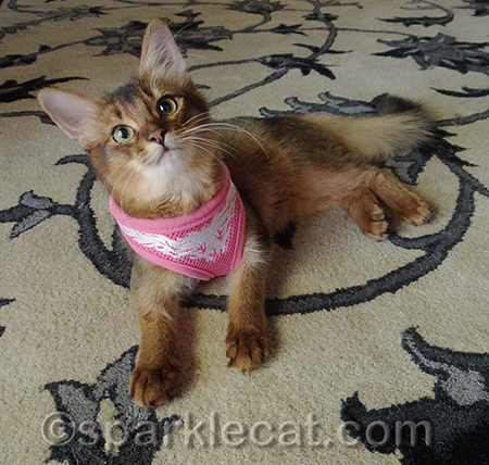 Maybe I can be a supermodel like Sparkle was.