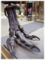 Tyrannosaurus rex foot. Image credit: http://jerseyboyshuntdino aurs.blogspot.com