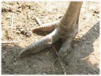 Rhea foot Image credit: http://jerseyboyshuntdino saurs.blogspot.com