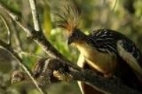 Adult Hoatzin with chick. Image credit: http://jerseyboyshuntdino aurs.blogspot.com