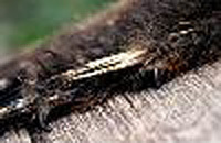 Close-up of chick’s wing with two claws. Image credit: http://jerseyboyshuntdino aurs.blogspot.com