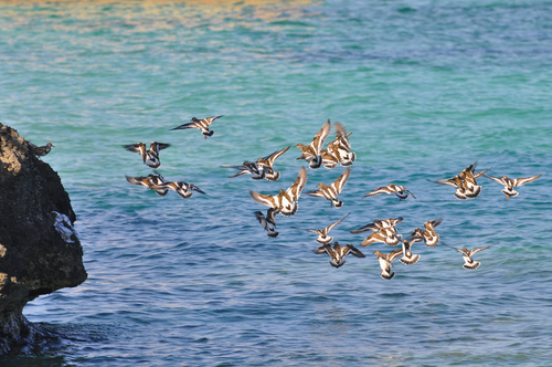 January 2010; Loren Sztajer; via Flickr