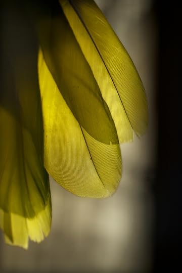 Pandemonium Aviaries