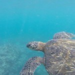 sea-turtle-molokai