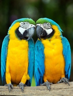 parrots