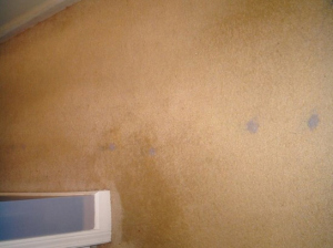 The paint looked worse on the carpet than it does in this quick photo