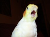 cockatiel