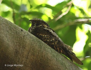 whippoorwill