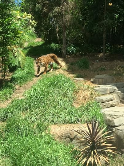 Tiger from San Diego Wild Animal Park