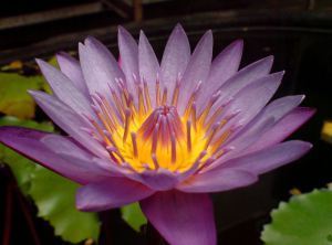 Lotus flower
