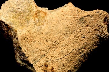 A bone fragment from an ichthyosaur