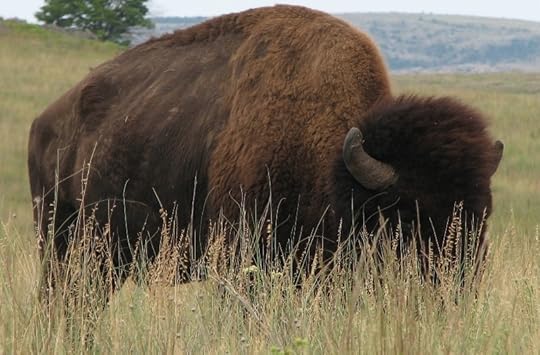 Buffalo feeding in short prairie grass