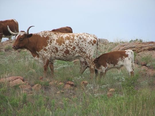 Longhorn calf getting dinner