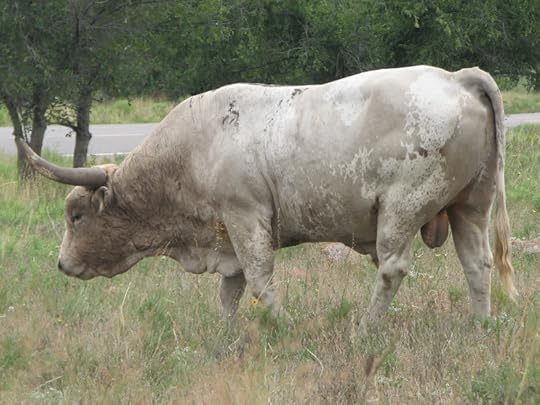 Longhorn Bull