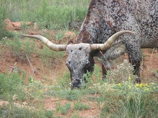 Longhorn Feeding