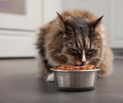 cat_eating