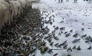 plague of frogs 3