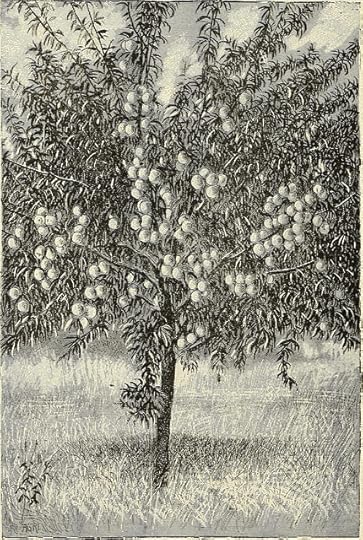 Image from page 24 of "Fruit trees, evergreens, roses, etc. for Florida and coast belt of southern states" (1891) from Flickr via Wylio