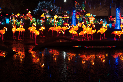 Flamingoes of Light