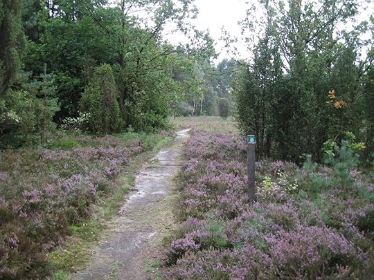 Südheide am Schillohsberg