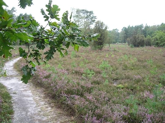 Südheide am Schillohsberg