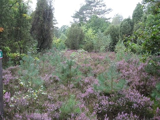 Südheide am Schillohsberg