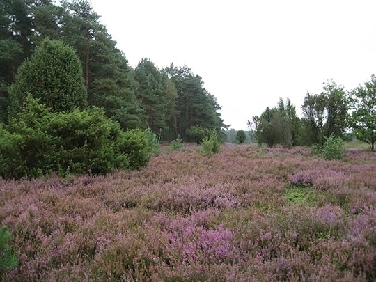 Südheide am Schillohsberg
