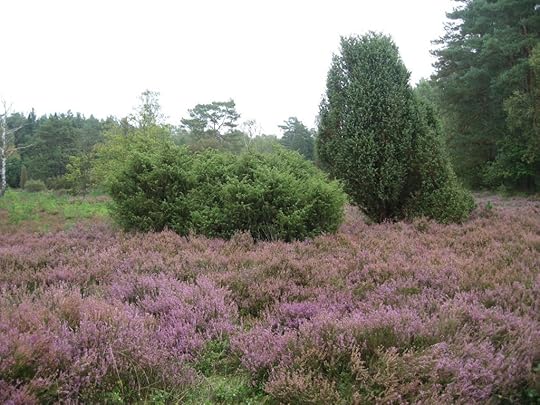 üdheide am Schillohsberg