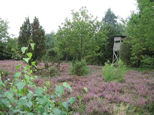 Südheide am Schillohsberg