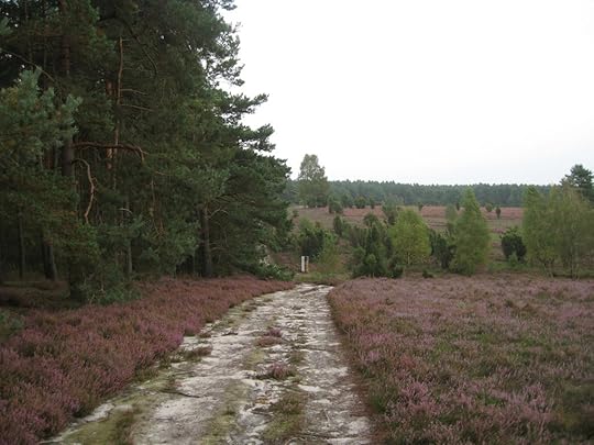 Südheide am Schillohsberg
