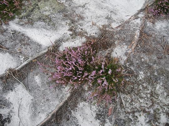 Heather plant