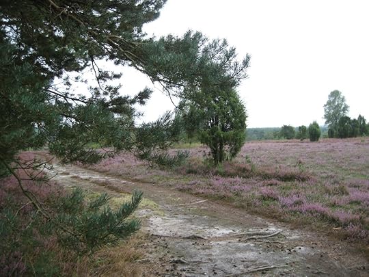 Südheide am Schillohsberg