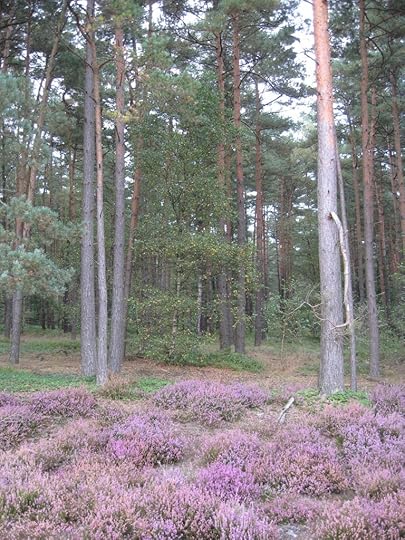Südheide am Schillohsberg
