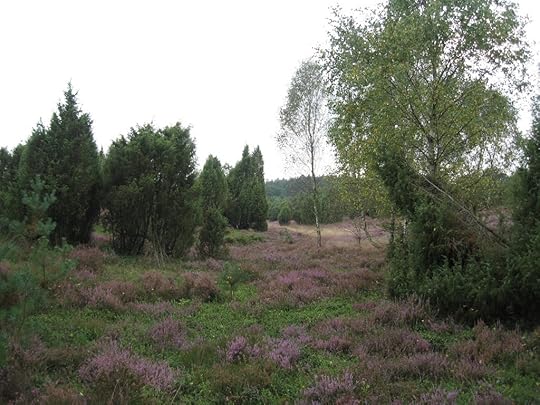 Südheide am Schillohsberg