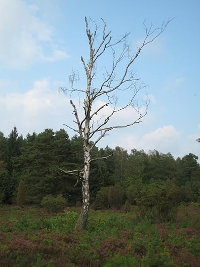 Südheide am Schillohsberg