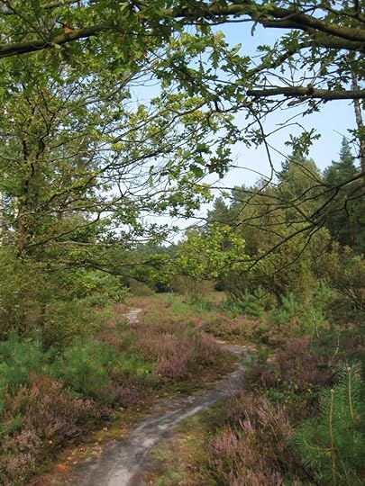 Südheide am Schillohsberg