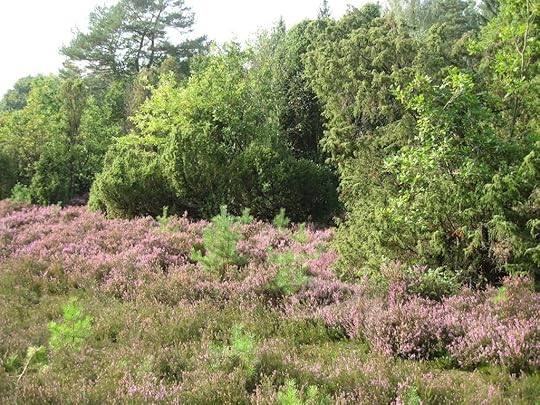 Südheide am Schillohsberg