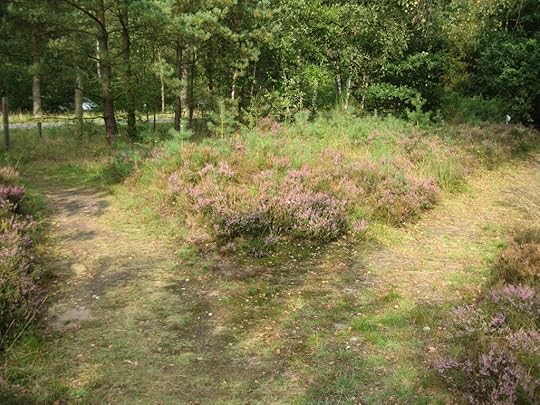 Südheide am Schillohsberg
